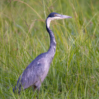 Black-headed Heron